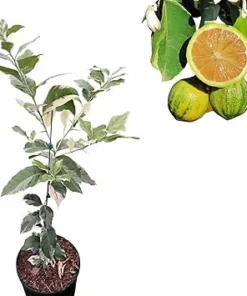 Variegated Lemon Tree Live Plant, 2-3 Ft Tall, 3 Gallon Pot, Indoor/Outdoor Citrus - Image 7
