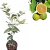 Variegated Lemon Tree Live Plant, 2-3 Ft Tall in 3 Gallon Pot, Indoor/Outdoor Citrus - Image 1