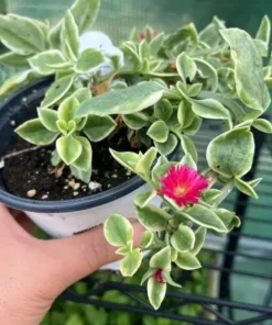 Variegated Mezoo Trailing Red Livingstone Daisy, Baby Sun Rose Plant Live for Planting, Succulent Plant with Red Blooms, 4 Inch Pot - Image 10