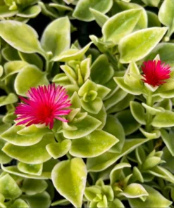 Variegated Mezoo Trailing Red Livingstone Daisy, Baby Sun Rose Plant Live for Planting, Succulent Plant with Red Blooms, 4 Inch Pot - Image 2