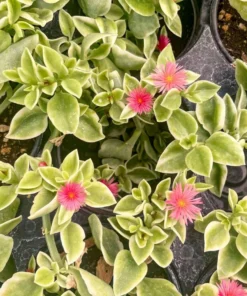 Variegated Mezoo Trailing Red Livingstone Daisy, Baby Sun Rose Plant Live for Planting, Succulent Plant with Red Blooms, 4 Inch Pot - Image 3