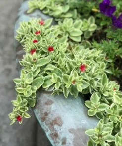 Variegated Mezoo Trailing Red Livingstone Daisy, Baby Sun Rose Plant Live for Planting, Succulent Plant with Red Blooms, 4 Inch Pot - Image 4