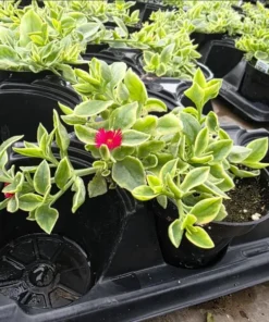 Variegated Mezoo Trailing Red Livingstone Daisy, Baby Sun Rose Plant Live for Planting, Succulent Plant with Red Blooms, 4 Inch Pot - Image 5