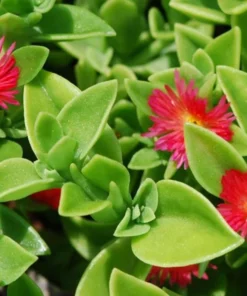 Variegated Mezoo Trailing Red Livingstone Daisy, Baby Sun Rose Plant Live for Planting, Succulent Plant with Red Blooms, 4 Inch Pot - Image 6