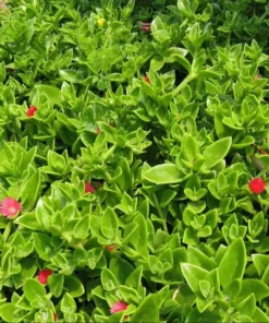 Variegated Mezoo Trailing Red Livingstone Daisy, Baby Sun Rose Plant Live for Planting, Succulent Plant with Red Blooms, 4 Inch Pot - Image 7