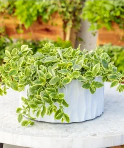 Variegated Mezoo Trailing Red Livingstone Daisy, Baby Sun Rose Plant Live for Planting, Succulent Plant with Red Blooms, 4 Inch Pot - Image 8