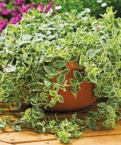 Variegated Mezoo Trailing Red Livingstone Daisy, Baby Sun Rose Plant Live for Planting, Succulent Plant with Red Blooms, 4 Inch Pot - Image 9