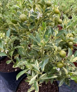 Variegated Minneola Kumquat Tree Live Plant – 2-3 Ft Tall in 3 Gallon Pot - Image 3