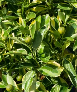 Variegated Minneola Kumquat Tree Live Plant – 2-3 Ft Tall in 3 Gallon Pot - Image 4