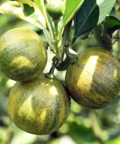 Variegated Minneola Kumquat Tree Live Plant – 2-3 Ft Tall in 3 Gallon Pot - Image 5