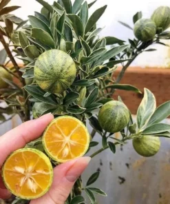 Variegated Minneola Kumquat Tree Live Plant – 2-3 Ft Tall in 3 Gallon Pot - Image 6