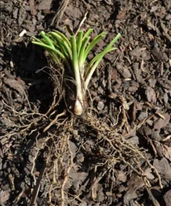 Variegated Monkey Grass Bare Roots - Pack of 5 Liriope Muscari Variegata - Evergreen Ground Cover Plant - Image 10
