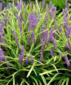 Variegated Monkey Grass Bare Roots - Pack of 5 Liriope Muscari Variegata - Evergreen Ground Cover Plant - Image 2