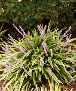 Variegated Monkey Grass Bare Roots - Pack of 5 Liriope Muscari Variegata - Evergreen Ground Cover Plant - Image 3