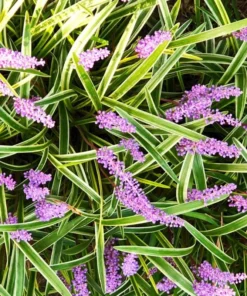 Variegated Monkey Grass Bare Roots - Pack of 5 Liriope Muscari Variegata - Evergreen Ground Cover Plant - Image 1