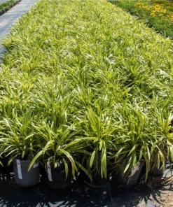 Variegated Monkey Grass Bare Roots - Pack of 5 Liriope Muscari Variegata - Evergreen Ground Cover Plant - Image 4