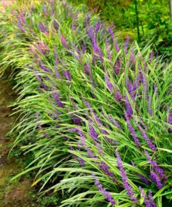 Variegated Monkey Grass Bare Roots - Pack of 5 Liriope Muscari Variegata - Evergreen Ground Cover Plant - Image 5