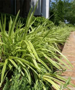 Variegated Monkey Grass Bare Roots - Pack of 5 Liriope Muscari Variegata - Evergreen Ground Cover Plant - Image 6
