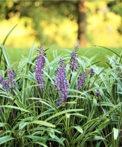 Variegated Monkey Grass Bare Roots - Pack of 5 Liriope Muscari Variegata - Evergreen Ground Cover Plant - Image 7