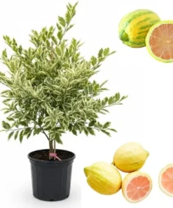 Variegated Pink Lemon Live Plant – Citrus Tree, 2 Gallon Pot, 2-3 Feet Tall - Image 7