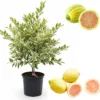 Variegated Pink Lemon Live Plant – Citrus Tree, 2 Gallon Pot, 2-3 Feet Tall - Image 1