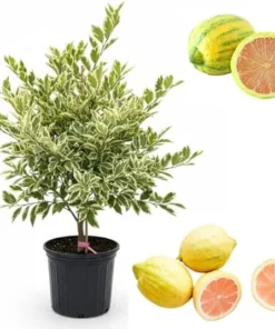 Variegated Pink Lemon Live Plant – Citrus Tree, 2 Gallon Pot, 2-3 Feet Tall - Image 1