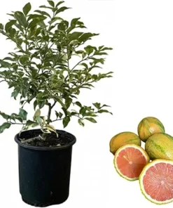 Variegated Pink Lemon Tree Live Plant - 2-3 Ft Tall in 3 Gallon Pot - Image 4