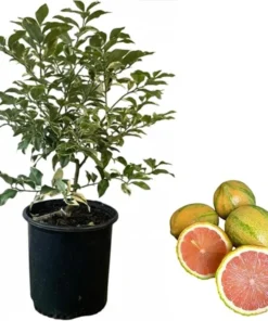 Variegated Pink Lemon Tree Live Plant - 2-3 Ft Tall in 3 Gallon Pot - Image 5