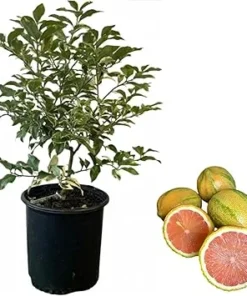 Variegated Pink Lemon Tree Live Plant - 2 to 3 ft Tall, 3 Gallon Pot, Perennial Fruit - Image 6