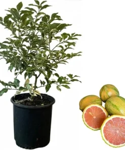 Variegated Pink Lemon Tree Live Plant - 2 to 3 ft Tall, 3 Gallon Pot, Perennial Fruit - Image 7