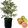 Variegated Pink Lemon Tree Live Plant - 2 to 3 ft Tall, 3 Gallon Pot, Perennial Fruit - Image 1