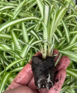 Variegated Spider Plant Plug - Live Starter Plant - 1 to 3 Inch Tall - Easy Care Indoor - Image 10
