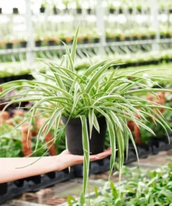 Variegated Spider Plant Plug - Live Starter Plant - 1 to 3 Inch Tall - Easy Care Indoor - Image 2
