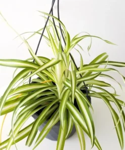 Variegated Spider Plant Plug - Live Starter Plant - 1 to 3 Inch Tall - Easy Care Indoor - Image 3