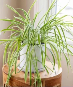 Variegated Spider Plant Plug - Live Starter Plant - 1 to 3 Inch Tall - Easy Care Indoor - Image 5