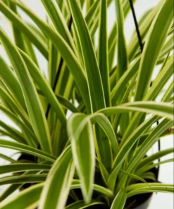 Variegated Spider Plant Plug - Live Starter Plant - 1 to 3 Inch Tall - Easy Care Indoor - Image 6