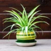 Variegated Spider Plant Plug - Live Starter Plant - 1 to 3 Inch Tall - Easy Care Indoor - Image 1