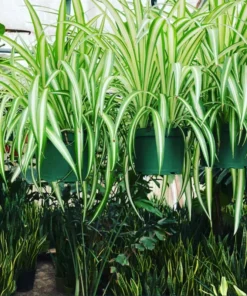 Variegated Spider Plant Plug - Live Starter Plant - 1 to 3 Inch Tall - Easy Care Indoor - Image 7