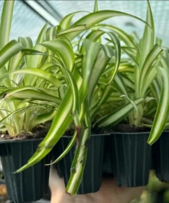 Variegated Spider Plant Plug - Live Starter Plant - 1 to 3 Inch Tall - Easy Care Indoor - Image 9