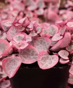 Variegated String of Hearts Succulent Live Plant - Ceropegia Woodii, 2 Inch Pot, Indoor - Image 2