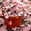 Variegated String of Hearts Succulent Live Plant - Ceropegia Woodii, 2 Inch Pot, Indoor - Image 1