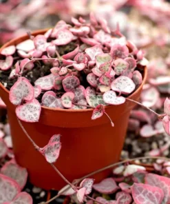 Variegated String of Hearts Succulent Live Plant - Ceropegia Woodii, 2 Inch Pot, Indoor - Image 1