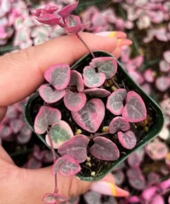 Variegated String of Hearts Succulent Live Plant - Ceropegia Woodii, 2 Inch Pot, Indoor - Image 3