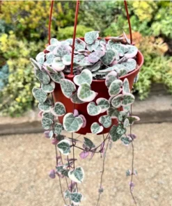 Variegated String of Hearts Succulent Live Plant - Ceropegia Woodii, 2 Inch Pot, Indoor - Image 5
