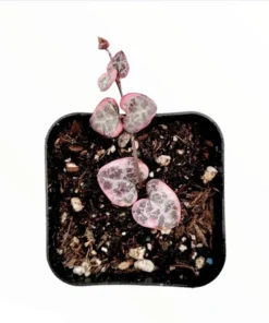 Variegated String of Hearts Succulent Live Plant - Ceropegia Woodii, 2 Inch Pot, Indoor - Image 7