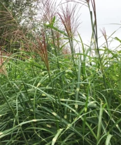 Variegated Zebra Grass Live Plant Miscanthus 'Zebrinus' Ornamental 5-8 Inch Tall - Image 10
