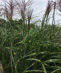 Variegated Zebra Grass Live Plant Miscanthus 'Zebrinus' Ornamental 5-8 Inch Tall - Image 2