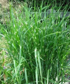 Variegated Zebra Grass Live Plant Miscanthus 'Zebrinus' Ornamental 5-8 Inch Tall - Image 1
