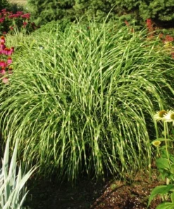 Variegated Zebra Grass Live Plant Miscanthus 'Zebrinus' Ornamental 5-8 Inch Tall - Image 3