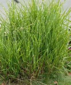 Variegated Zebra Grass Live Plant Miscanthus 'Zebrinus' Ornamental 5-8 Inch Tall - Image 4